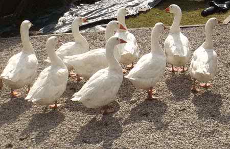 The resident geese on the grounds at Beech Grove
