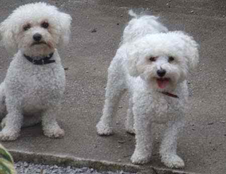 Two small dogs playing together on the yard