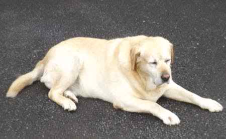 A golden labrador relaxing in the sunshine