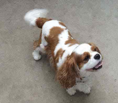 A Cavalier King Charles spaniel exploring the yard