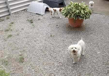 A little white dog out on the gravel by the garden pots