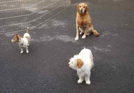Dogs of all sizes running around together