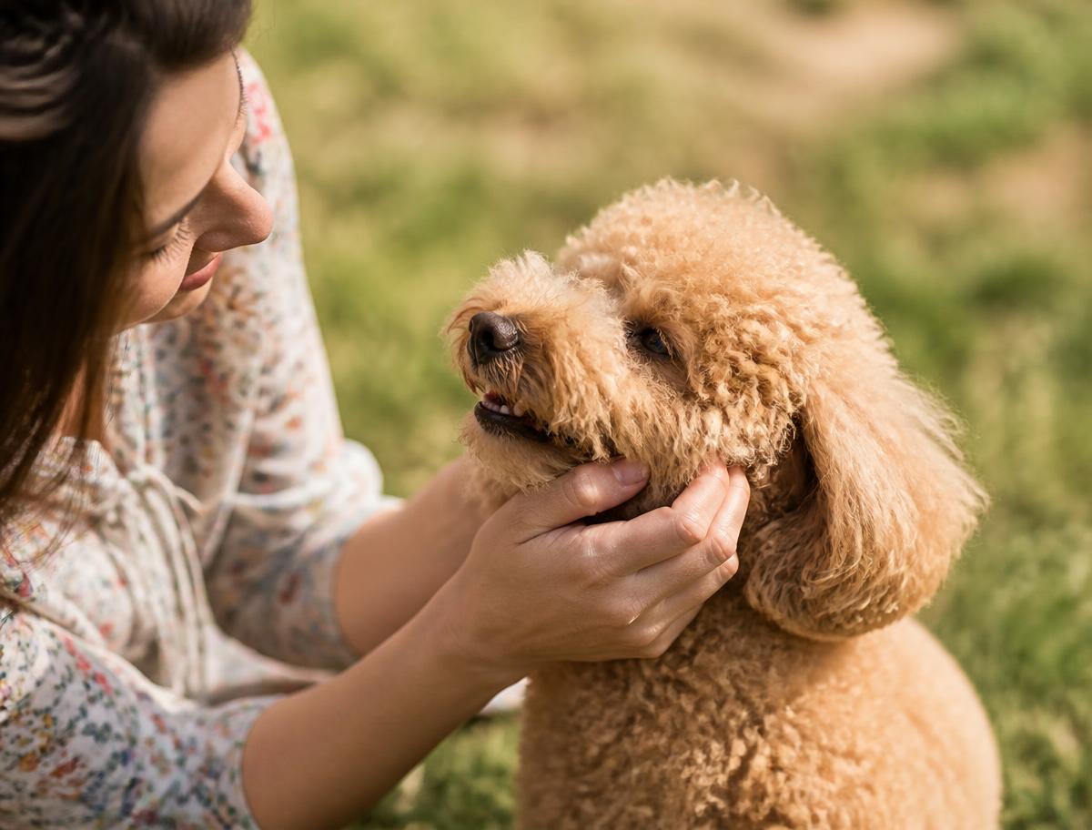 A small poodle being gently petted outdoors